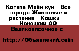 Котята Мейн кун - Все города Животные и растения » Кошки   . Ненецкий АО,Великовисочное с.